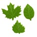 Chocolate decoration "Green Leaf mix " 240pcs